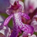 Helmknabenkraut (Orchis militaris)