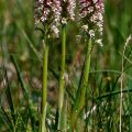 Brand-Knabenkraut (Orchis ustulata)