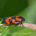 Gemeine Blutzikade (Cercopis vulnerata)