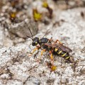 Sandknotenwespe (Cerceris arenaria)