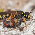 Sandknotenwespe (Cerceris arenaria) mit Rüsselkäfer als Beute