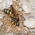 Sandknotenwespe (Cerceris arenaria) gräbt ihre Brutröhre