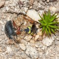 Sandknotenwespe (Cerceris arenaria) gräbt Gang für ihr Nest