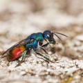 Gemeine Goldwespe (Chrysis ignita), Feuergoldwespe