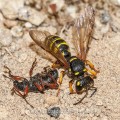 Sandknotenwespe (Cerceris arenaria) mit Rüsselkäfer als Beute