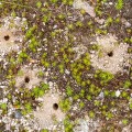 Nestgänge der Sandknotenwespe (Cerceris arenaria) auf einer Sandfläche