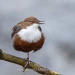 Wasseramsel (Cinclus cinclus)
