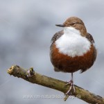Wasseramsel (Cinclus cinclus)