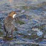 Wasseramsel (Cinclus cinclus)