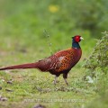 Fasan (Phasianus colchicus) Männchen