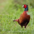 Fasan (Phasianus colchicus) Männchen