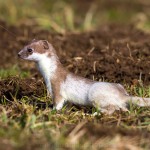 228460 - Hermelin (Mustela erminea) im Haarwechsel