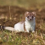 228473 - Hermelin (Mustela erminea) im Haarwechsel