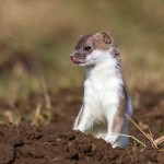 228479 - Hermelin (Mustela erminea) im Haarwechsel