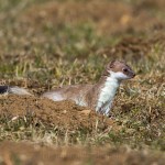 228521 - Hermelin (Mustela erminea)