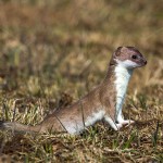 228522 - Hermelin (Mustela erminea)