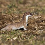 228526 - Hermelin (Mustela erminea)