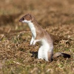 228539 - Hermelin (Mustela erminea)