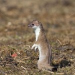 228554 - Hermelin (Mustela erminea)