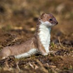 228614 - Hermelin (Mustela erminea)