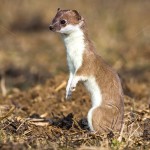 228631 - Hermelin (Mustela erminea)