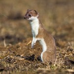 2286311- Hermelin (Mustela erminea)