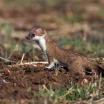 228728 - Hermelin (Mustela erminea)