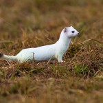 234278 - Hermelin (Mustela erminea) im Winterfell