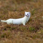 234286 - Hermelin (Mustela erminea) im Winterfell