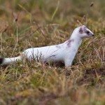 234327 - Hermelin (Mustela erminea) im Winterfell