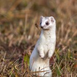 234384 - Hermelin (Mustela erminea) im Winterfell