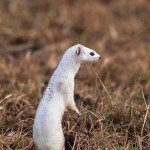 234395 - Hermelin (Mustela erminea) im Winterfell