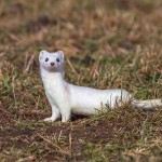 234416 - Hermelin (Mustela erminea) im Winterfell