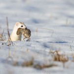234508 - Hermelin (Mustela erminea) im Winterfell