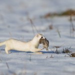 234510 - Hermelin (Mustela erminea) im Winterfell