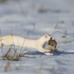 234512 - Hermelin (Mustela erminea) im Winterfell