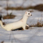 234522 - Hermelin (Mustela erminea) im Winterfell