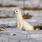 234526 - Hermelin (Mustela erminea) im Winterfell