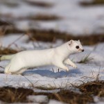 234538 - Hermelin (Mustela erminea) im Winterfell