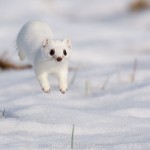 234560 - Hermelin (Mustela erminea) im Winterfell