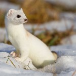 234575 - Hermelin (Mustela erminea) im Winterfell