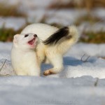 234593 - Hermelin (Mustela erminea) im Winterfell
