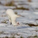 234613 - Hermelin (Mustela erminea) im Winterfell