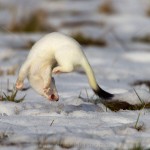 234618 - Hermelin (Mustela erminea) im Winterfell