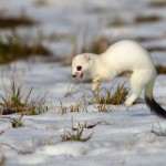 234621 - Hermelin (Mustela erminea) im Winterfell