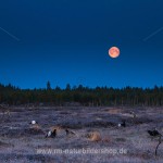 Birkhähne (Lyrurus tetrix) am Balzplatz (Originalaufnahme, keine digitale Montage)