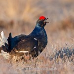 Birkhahn (Lyrurus tetrix) am Balzplatz