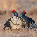 Birkhähne (Lyrurus tetrix) am Balzplatz