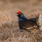 Birkhahn (Lyrurus tetrix) am Balzplatz