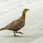Birkhuhn (Lyrurus tetrix) Weibchen, Birkhenne